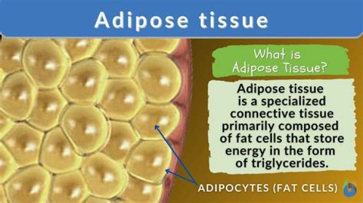 do fat cells fill with water