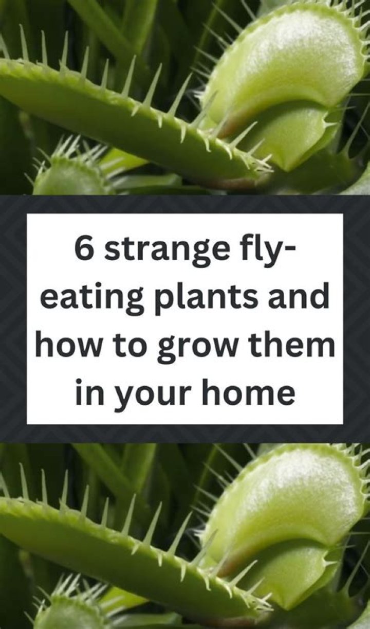 do flies eat plants