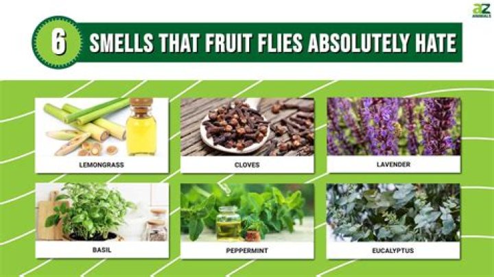 do flies hate lemon