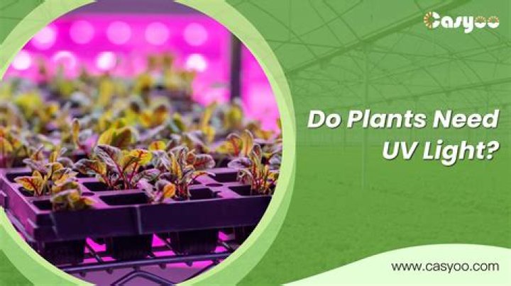 do fluorescent bulbs give off uv for plants