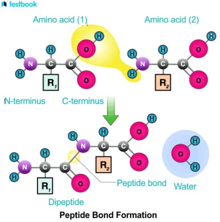 do free amino acids have peptide bonds