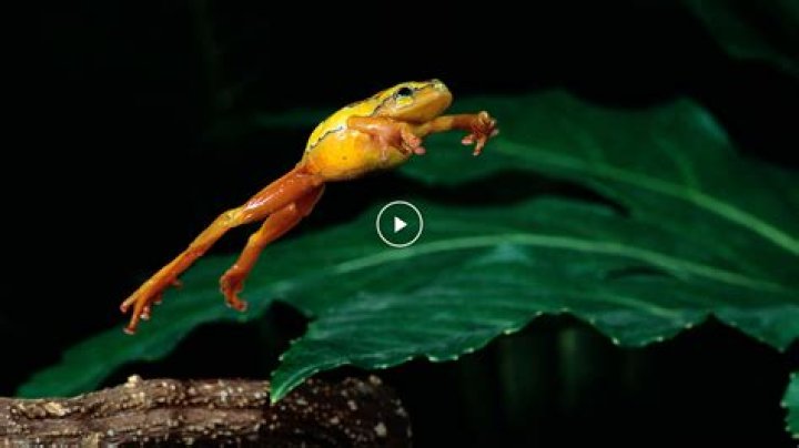 do frogs jump or leap
