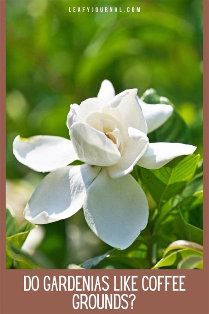 do gardenias like coffee grounds