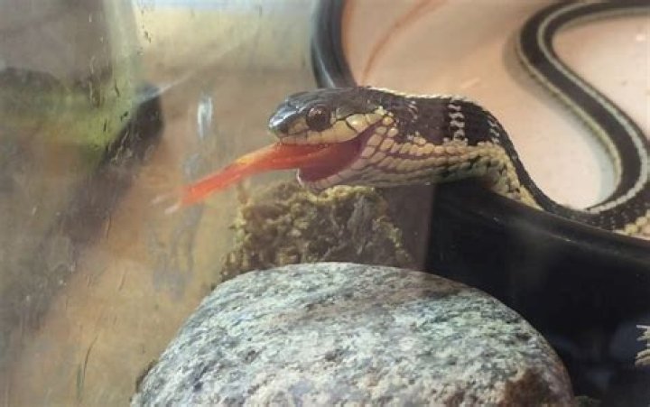 do garter snakes eat fish