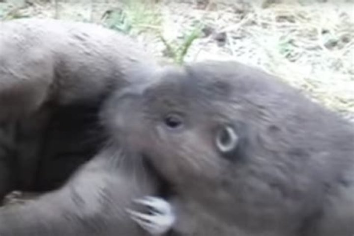 do gophers bite