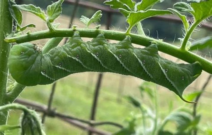 do hornworms sting
