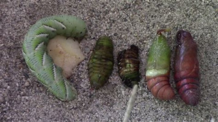 do hornworms turn into butterflies