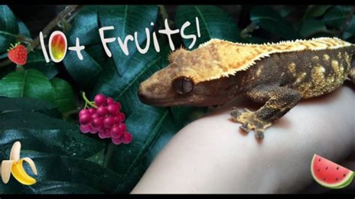 do house geckos eat fruit