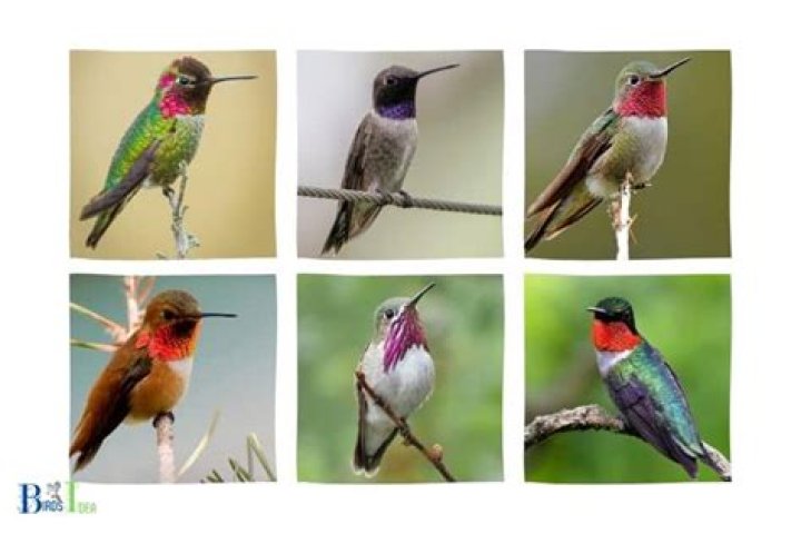 do hummingbirds like crepe myrtles