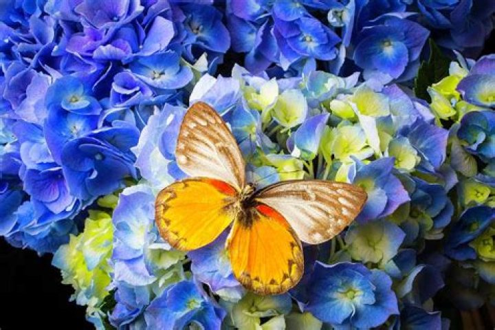 do hydrangeas attract butterflies