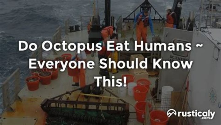 do octopus eat humans