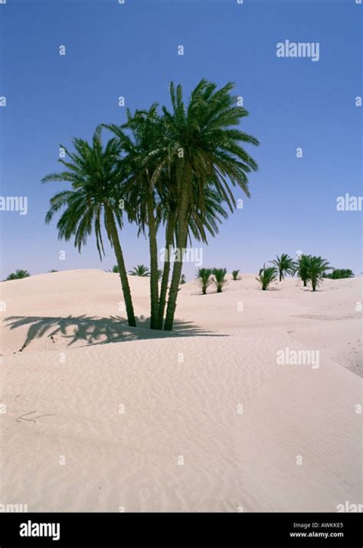 do palm trees grow in the desert