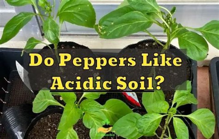 do peppers like acidic soil