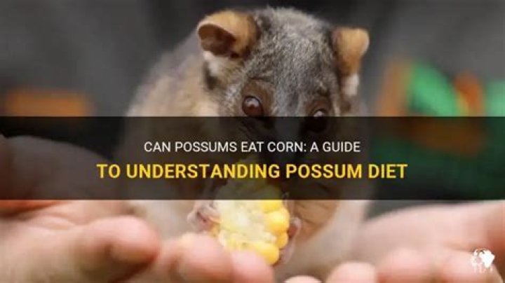 do possums eat corn