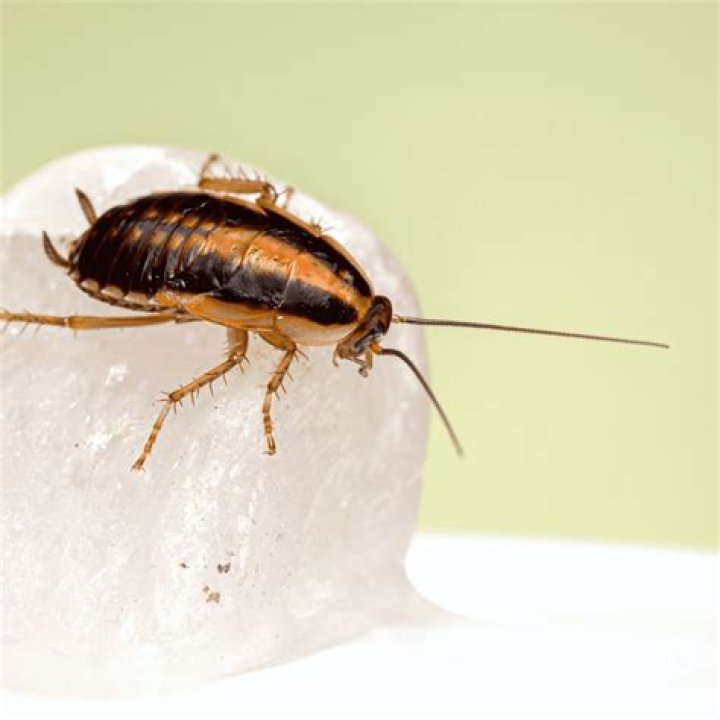 do roaches like salt