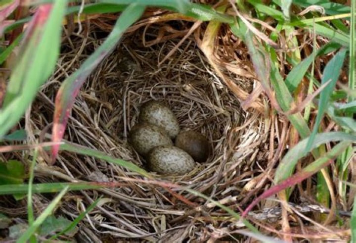 do robins nest on the ground