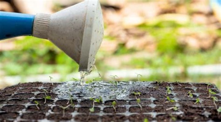 do seeds need water to grow