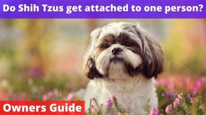 do shih tzu get attached to one person