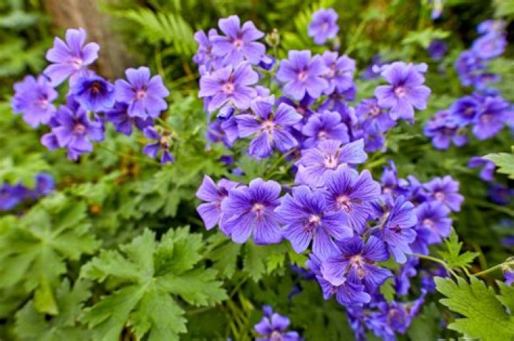 do slugs eat geraniums