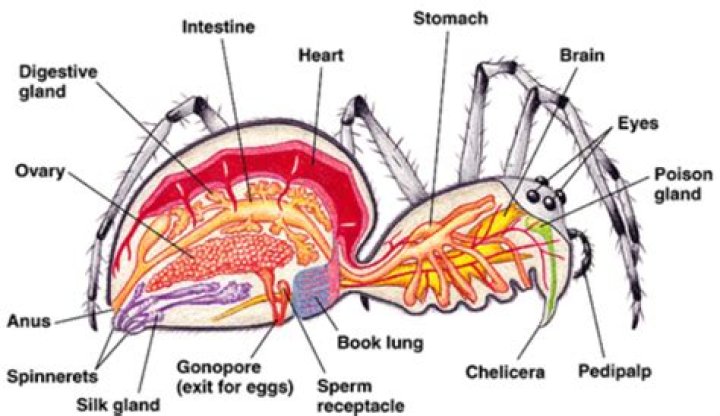 do spiders need oxygen