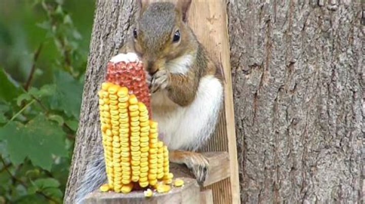 do squirrels eat corn