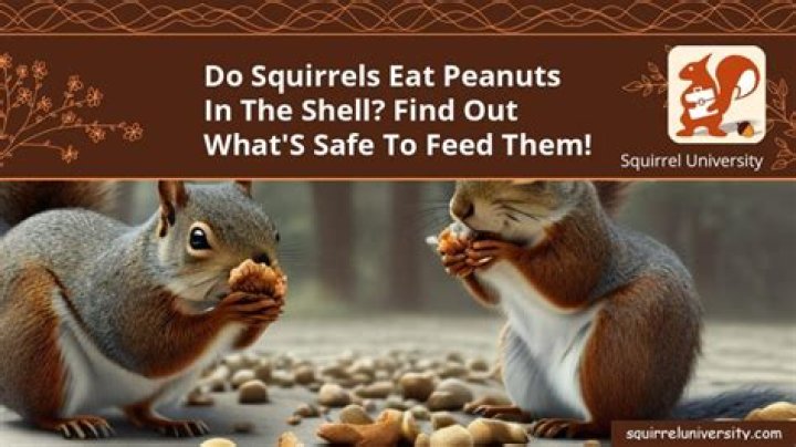 do squirrels eat peanuts in the shell
