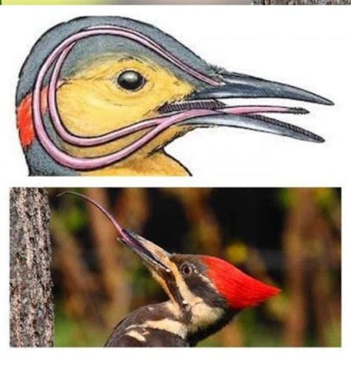 do woodpeckers use their tongue to protect their brain