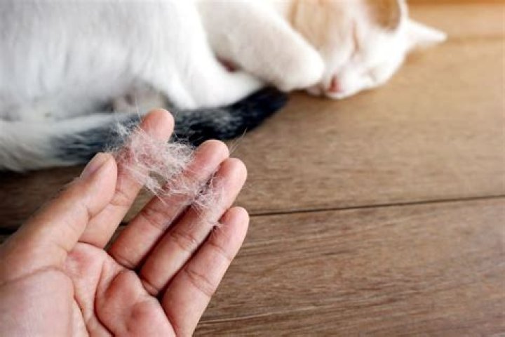 do wool dryer balls remove pet hair