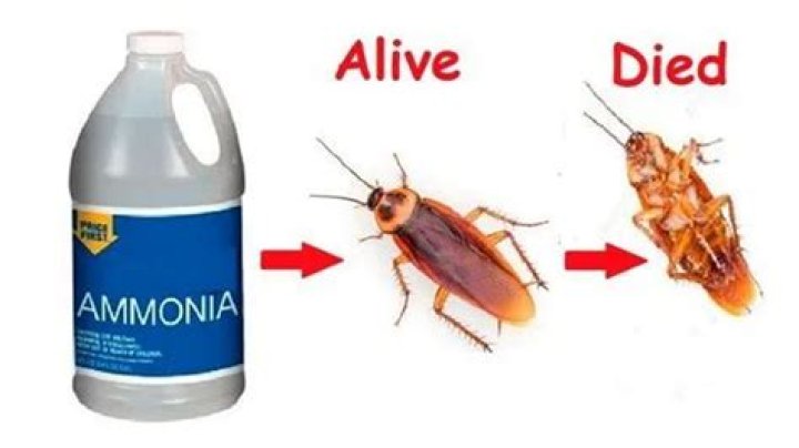 does ammonia kill spiders