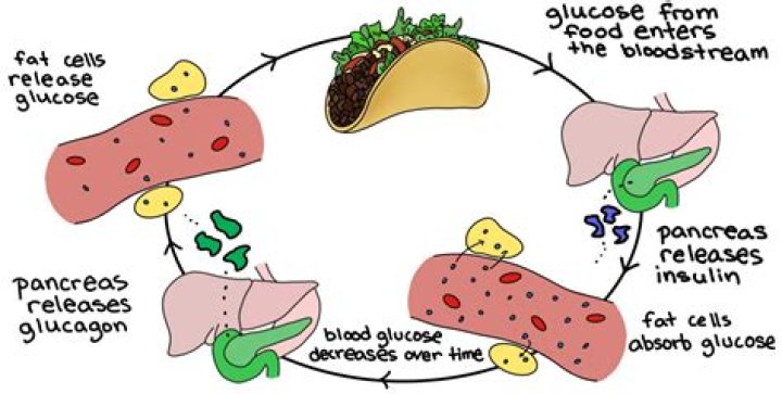 does bacteria maintain homeostasis