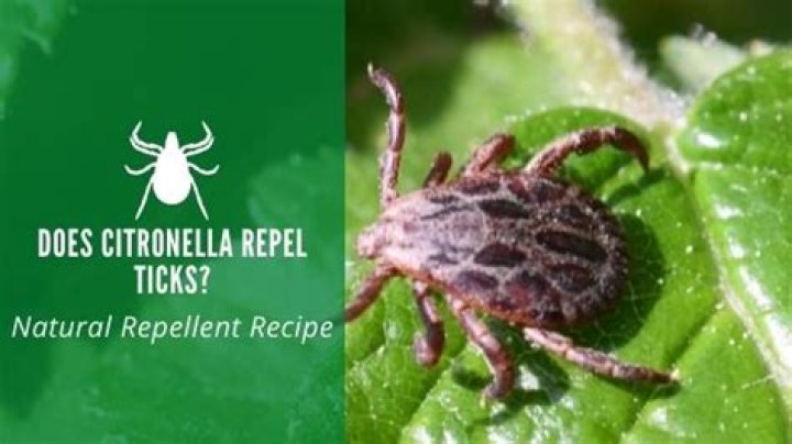 does citronella repel ticks