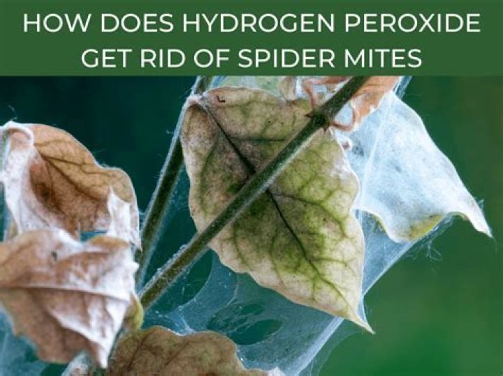 does hydrogen peroxide kill spider mites