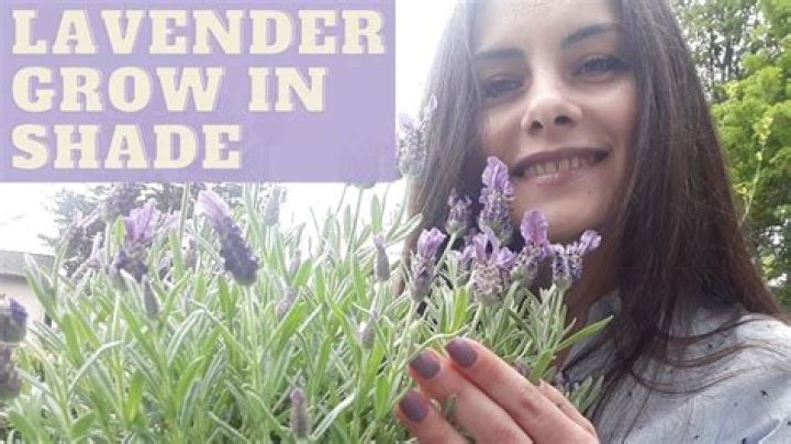 does lavender grow in the shade
