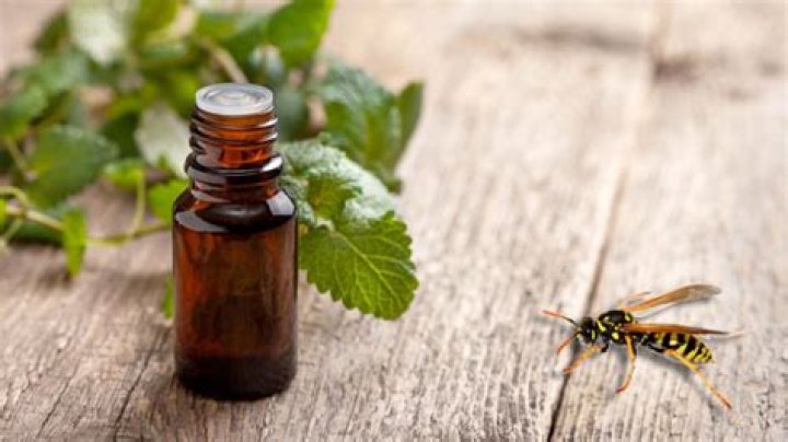 does mint repel wasps