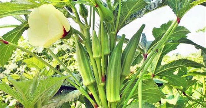does okra grow on a vine