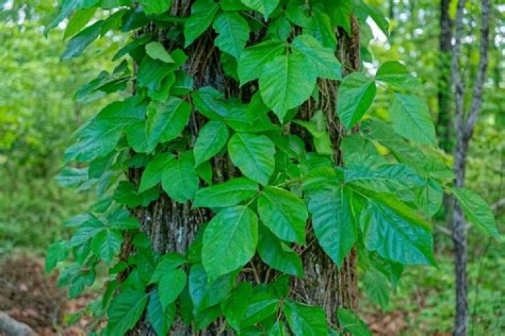 does poison ivy turn red in the fall