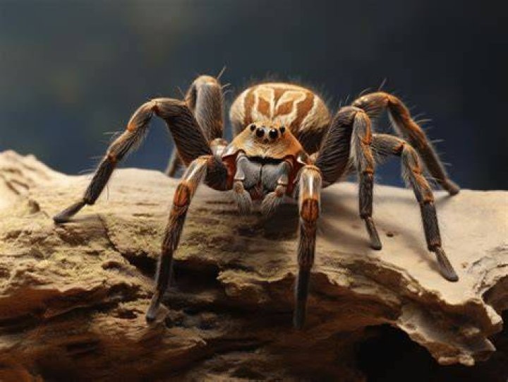 does salt kill spiders