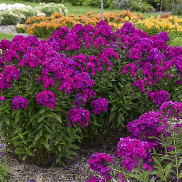 does tall garden phlox spread