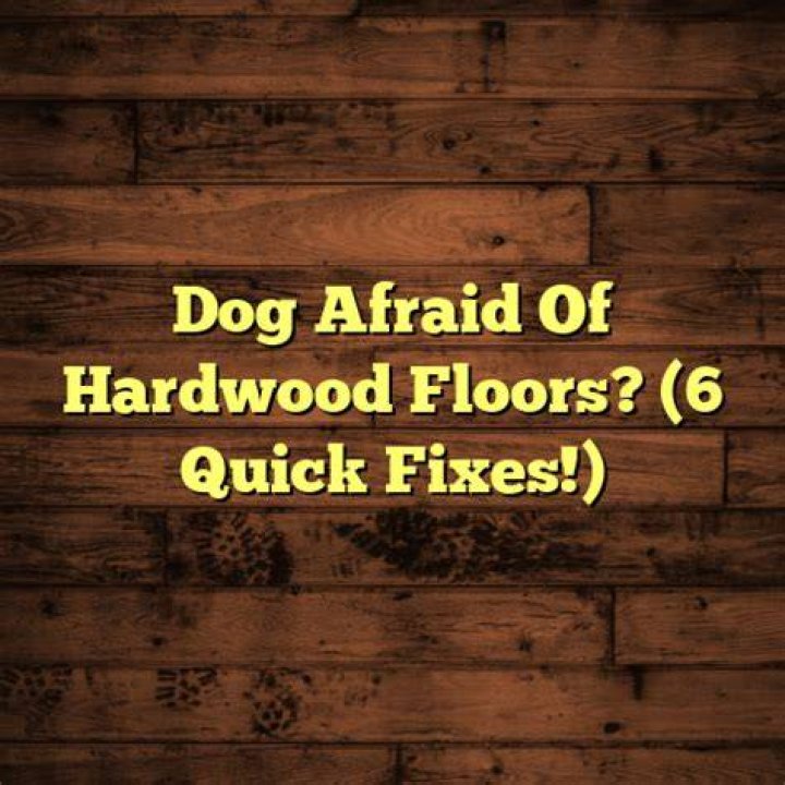 dog afraid of hardwood floors