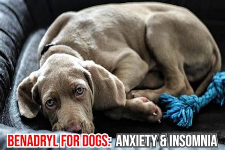 dog storm anxiety benadryl