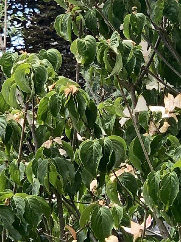 dogwood tree dying