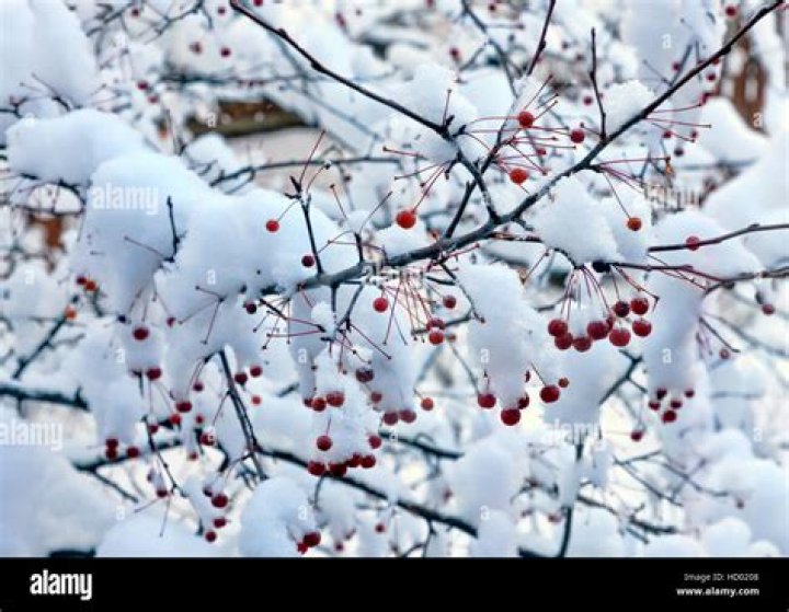 dogwood tree in winter