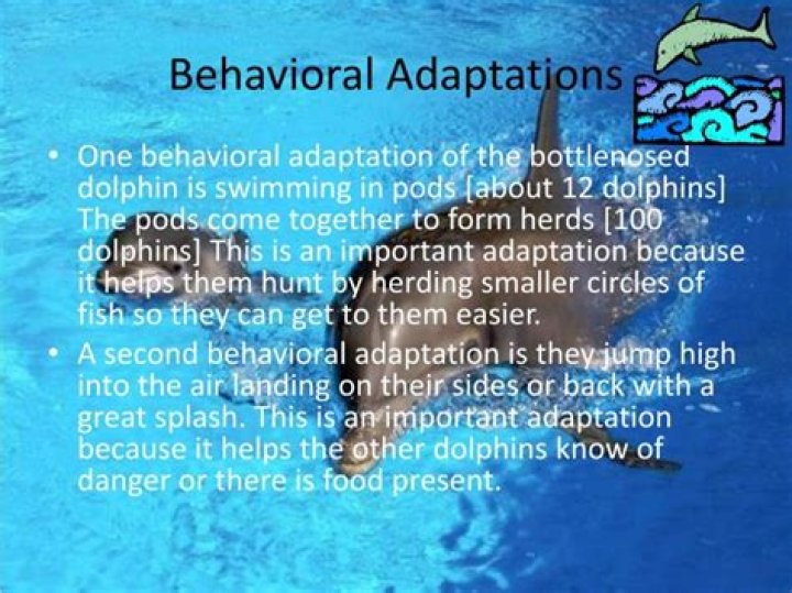 dolphin behavioral adaptations