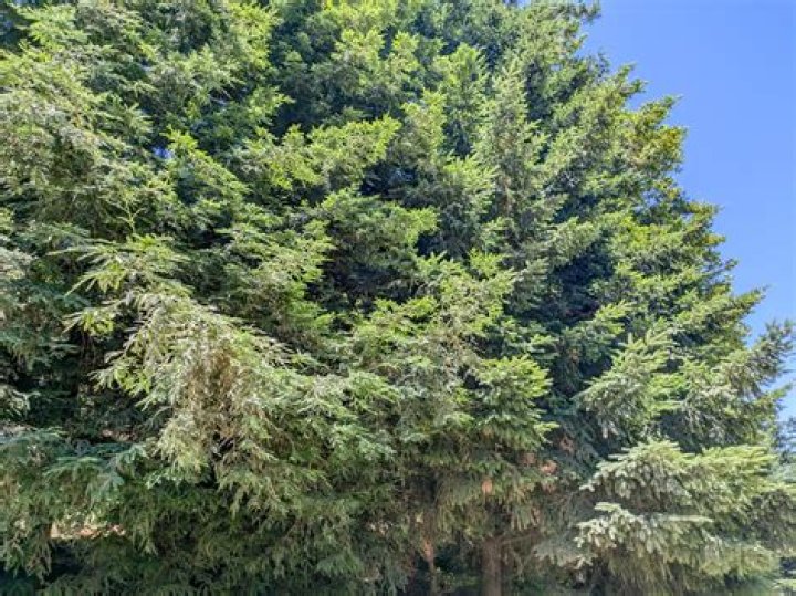 douglas fir vs redwood