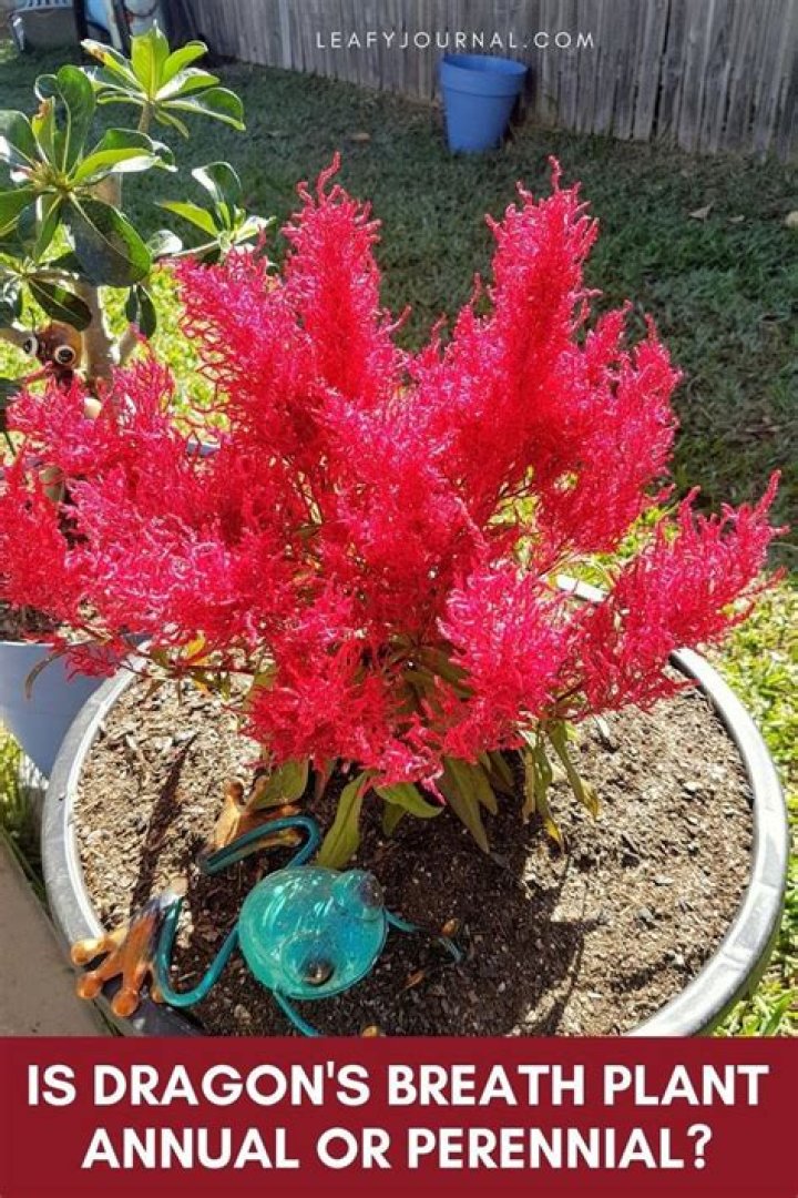 dragon’s breath plant come back every year