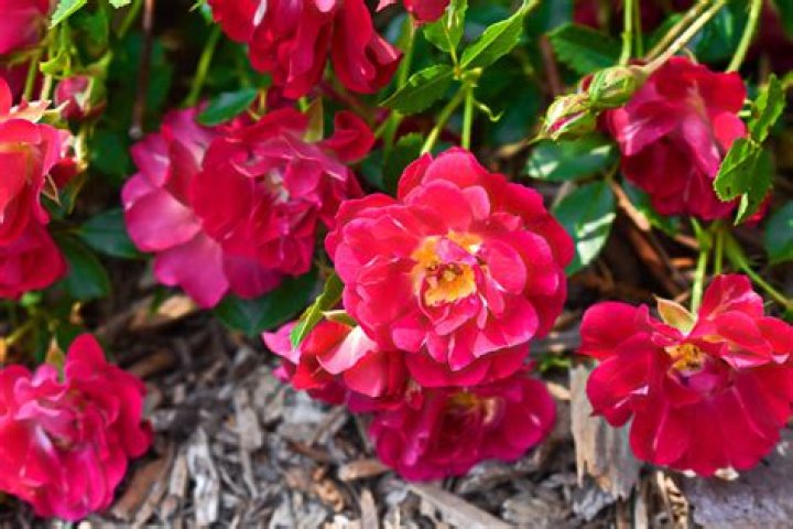 drift roses bloom time