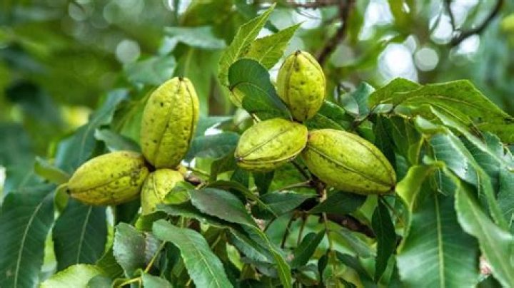 dwarf pecan trees