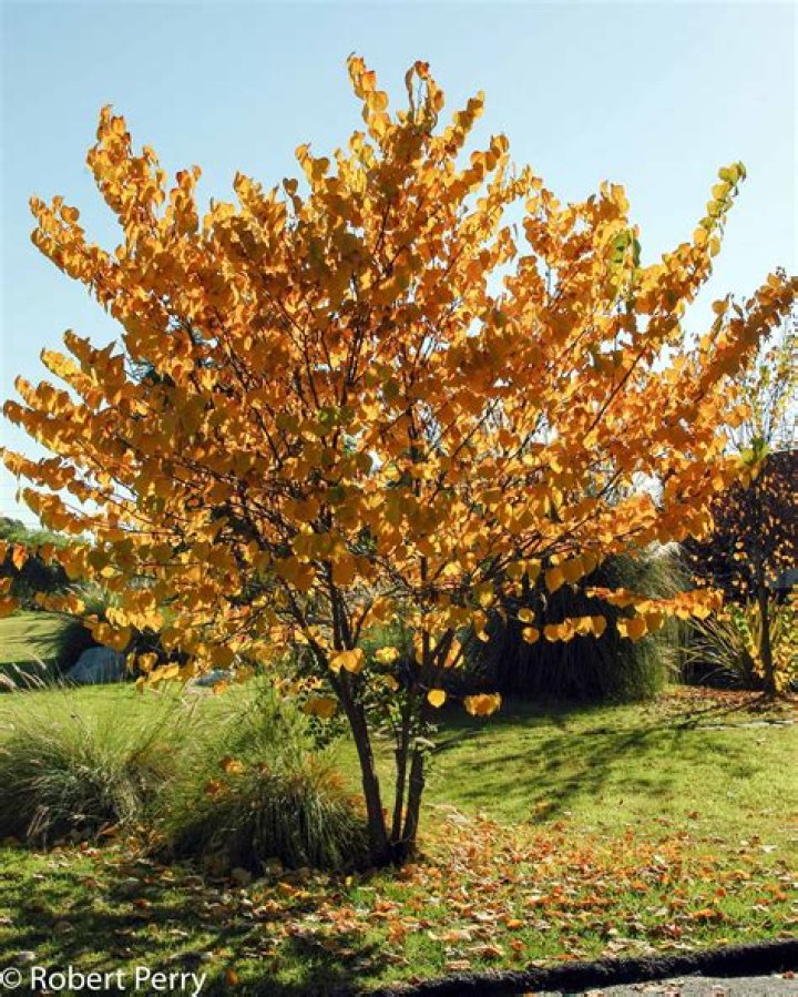 eastern redbud fall color