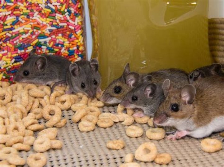 eating food mice have touched