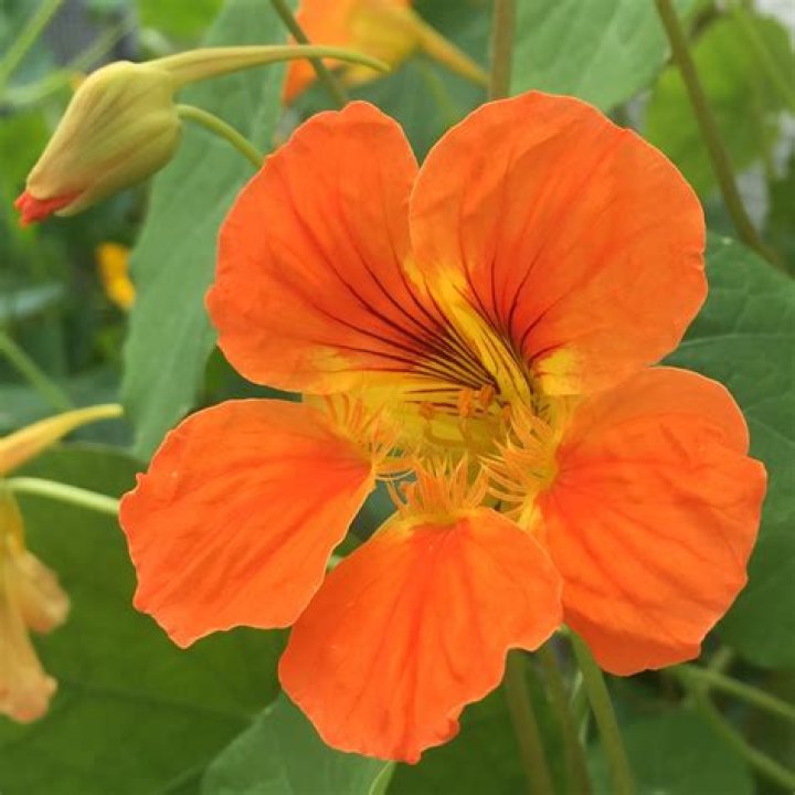edible orange flowers